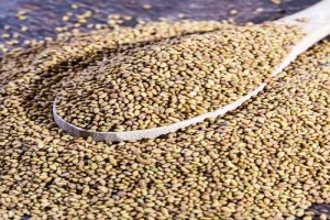 alfalfa seed from India